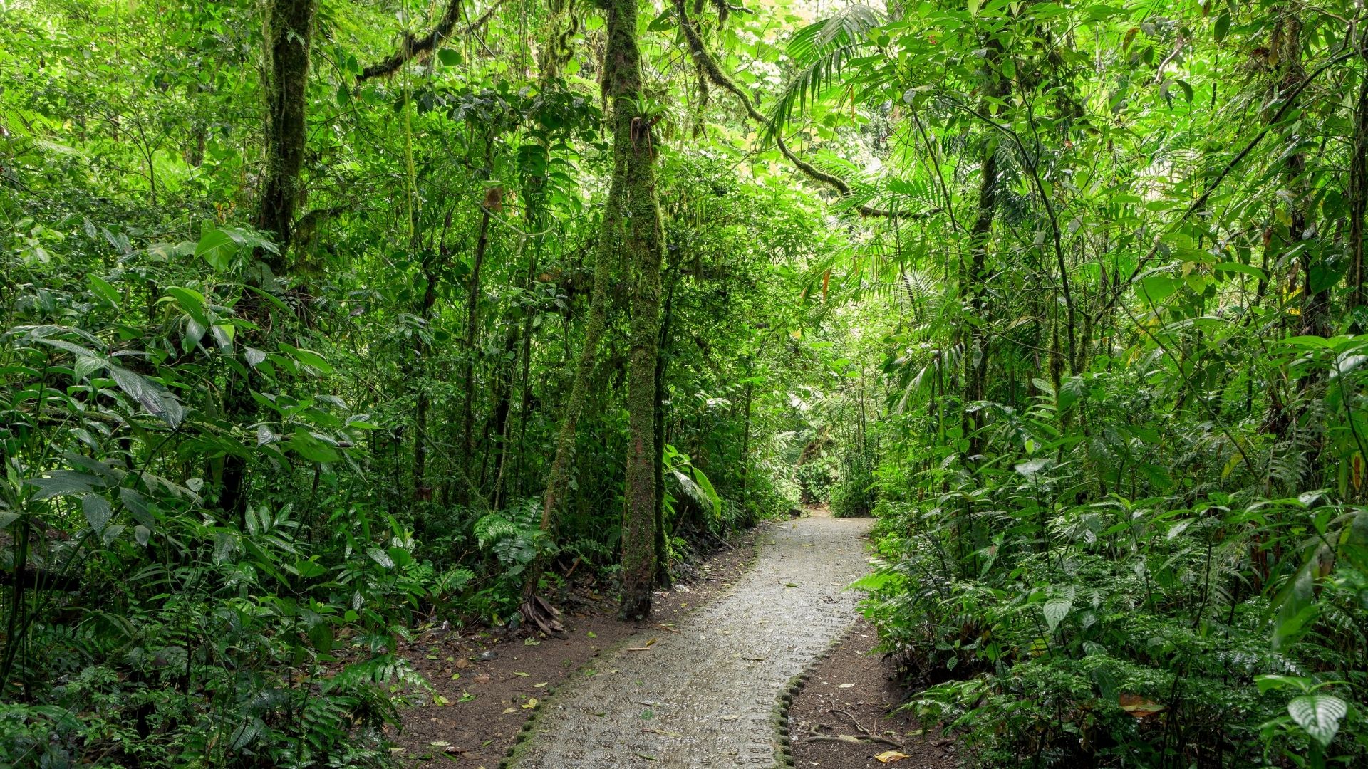 Monteverde - Guanacaste (1/2)